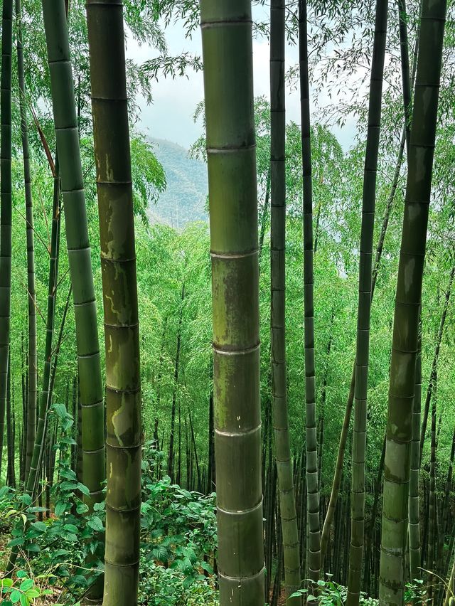 Bamboo Forest Hiking in Moganshan🎋🌿