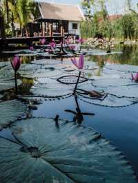 在一池蓮花畔用餐才是浪漫事🪷