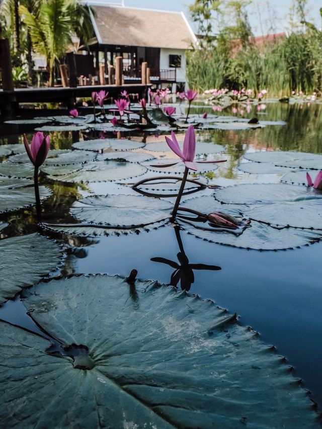 在一池蓮花畔用餐才是浪漫事🪷