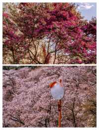Japan's cherry blossom holy land, Mount Yoshino, 30,000 cherry blossoms are about to bloom!