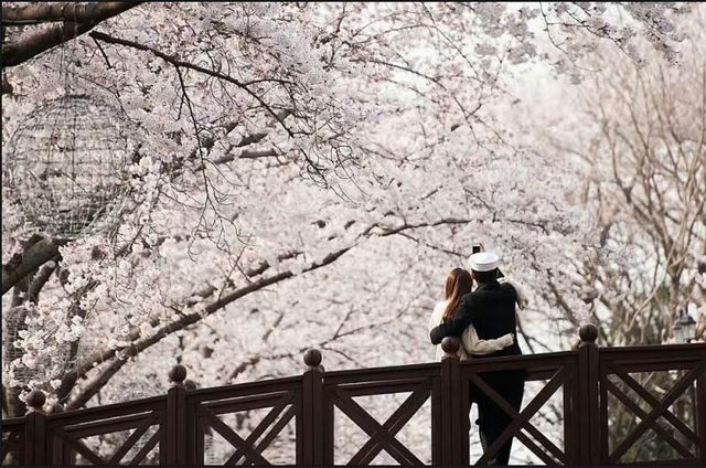 Don't miss the cherry blossoms in Zhenhai when enjoying cherry blossoms in Korea.