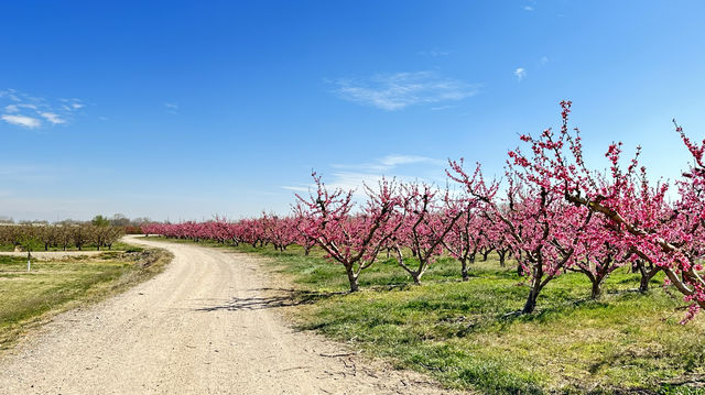 Stroll through Aitona, the flower town of Lleida province in Spain.