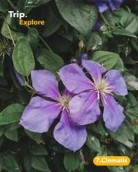 7 different species of plants in color violet