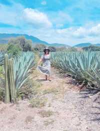 Oaxaca: "Land of Mezcal and Colors"
