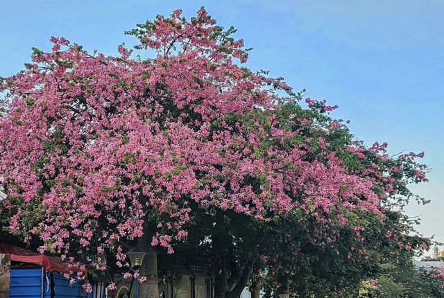 深圳 觀瀾濕地公園｜這裡的冬天是粉色的，宮崎駿的動漫世界