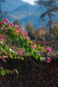 初冬的嶼北,在質樸之外,是斑斕的色彩