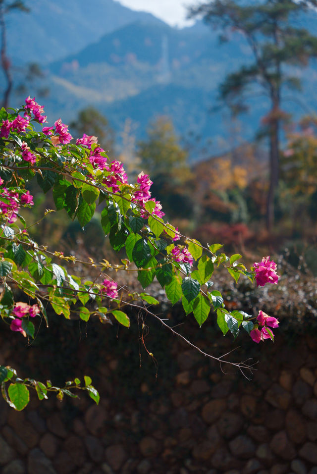 初冬的嶼北,在質樸之外,是斑斕的色彩 初冬的嶼北,在質樸之外,是斑斕的色彩