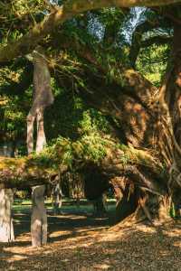 福州國家森林公園的遊玩推薦