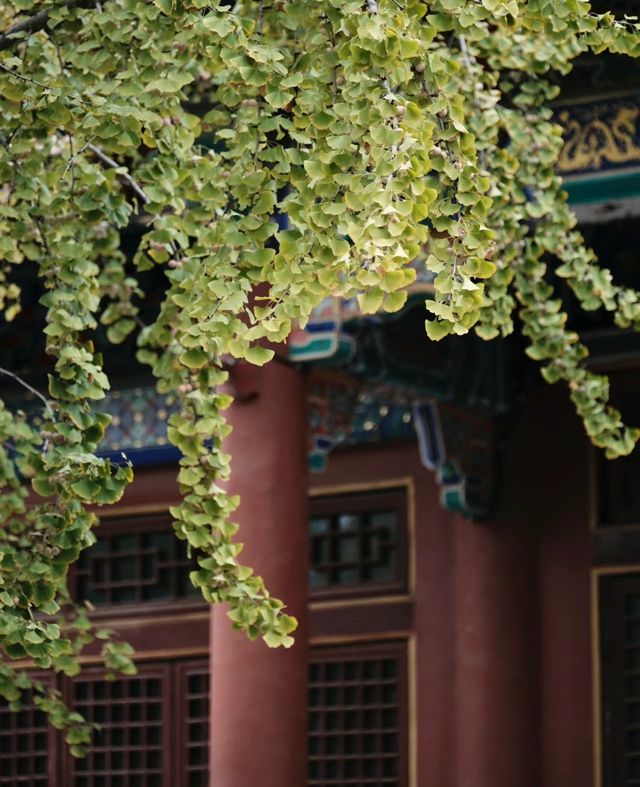 濟寧|縣城裡的北朝大寺