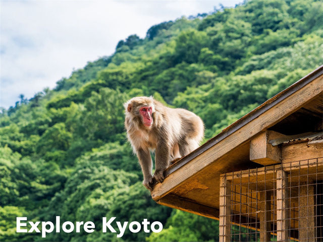 🎎 京都の猿を見たことがありますか？🎎