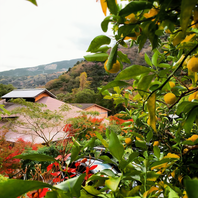 Relax in Rustic Elegance at Hakone Yuryo