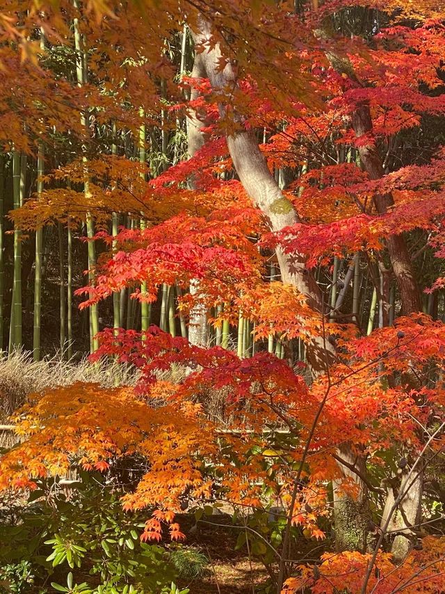 岚山寶嚴院紅葉是炸裂般存在