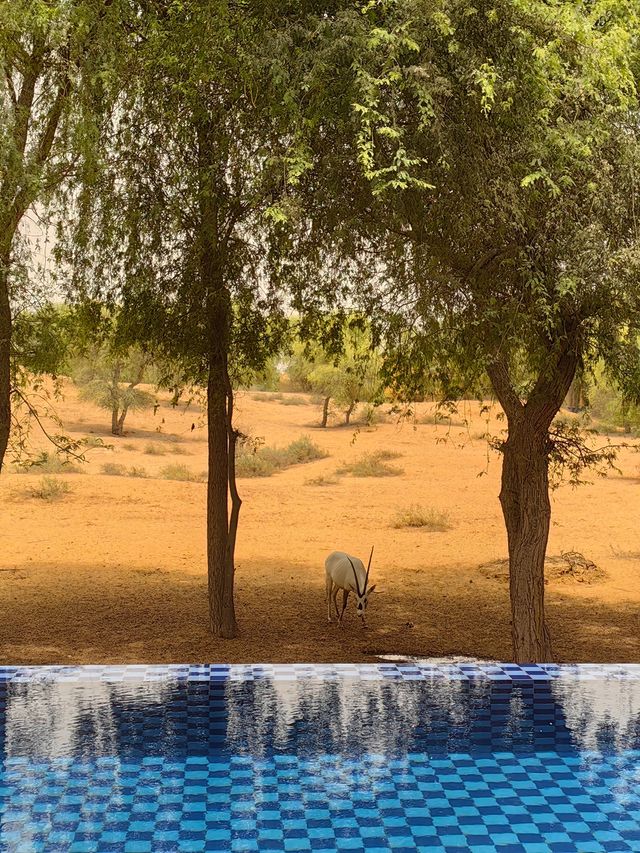 阿聯酋| 哈伊馬角麗思卡爾頓酒店，滿足你對沙漠酒店一切野奢想像