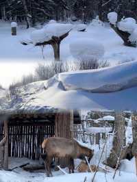 哈爾濱 雪谷｜不是雪鄉去不起，而是雪谷更有性價比