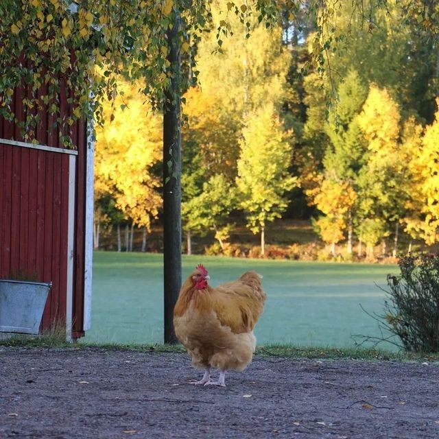舒適吧？瑞典馬爾默的農場生活