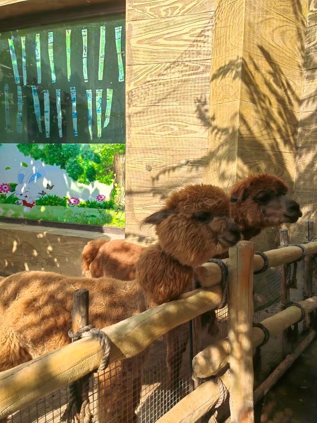 中國版瘋狂動物城一起快樂成精