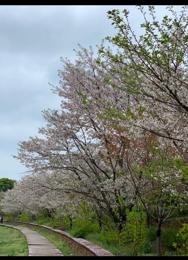 抚州櫻花園>