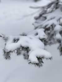 土味情話說給雪鄉聽