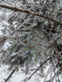 春節哈爾濱雪鄉亞布力之旅