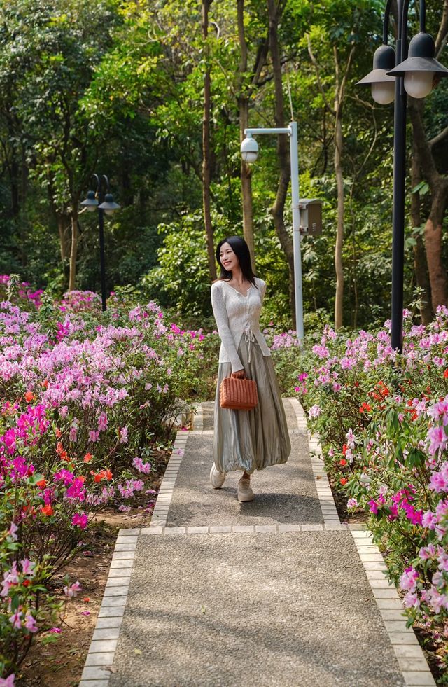 別錯過廣州的春天一路生花小道已花開滿路