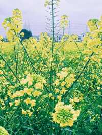崇州重慶路油菜花黃了 | 成都春日賞花攻略