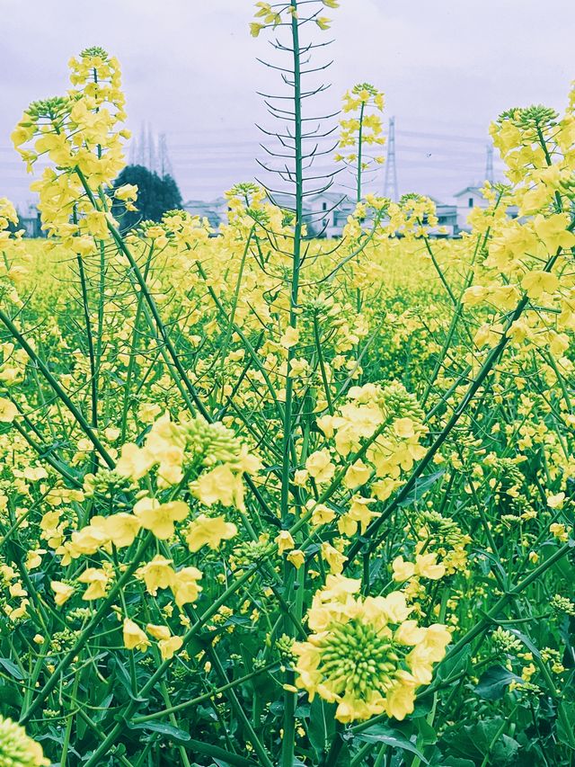 崇州重慶路油菜花黃了 | 成都春日賞花攻略