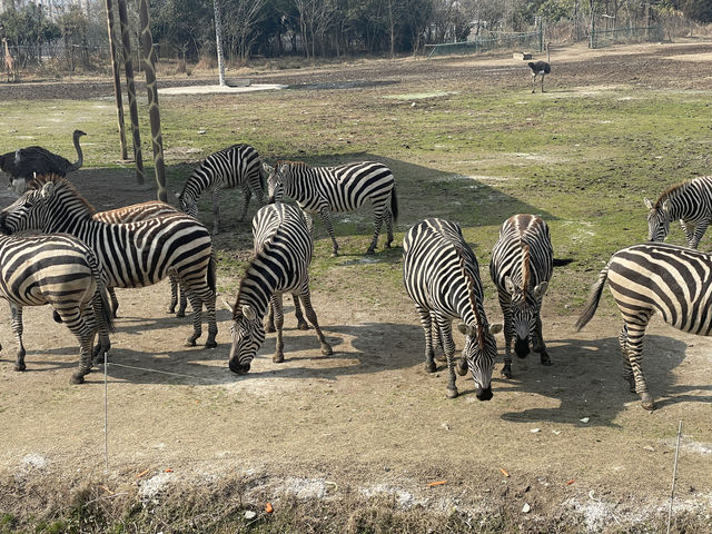 終於帶兒子來寧波野生動物園玩了