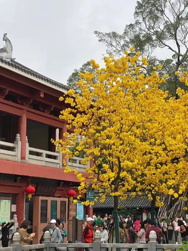 Before there was the city of goats, there was Guangxiao