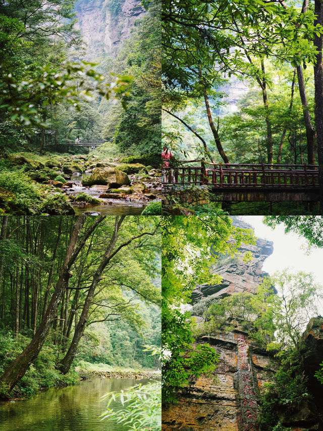 湖南旅遊｜感嘆大自然的鬼斧神工-張家界森林公園