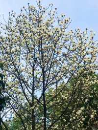 杭州的玉蘭花盛開｜分享9個絕美的賞花地點