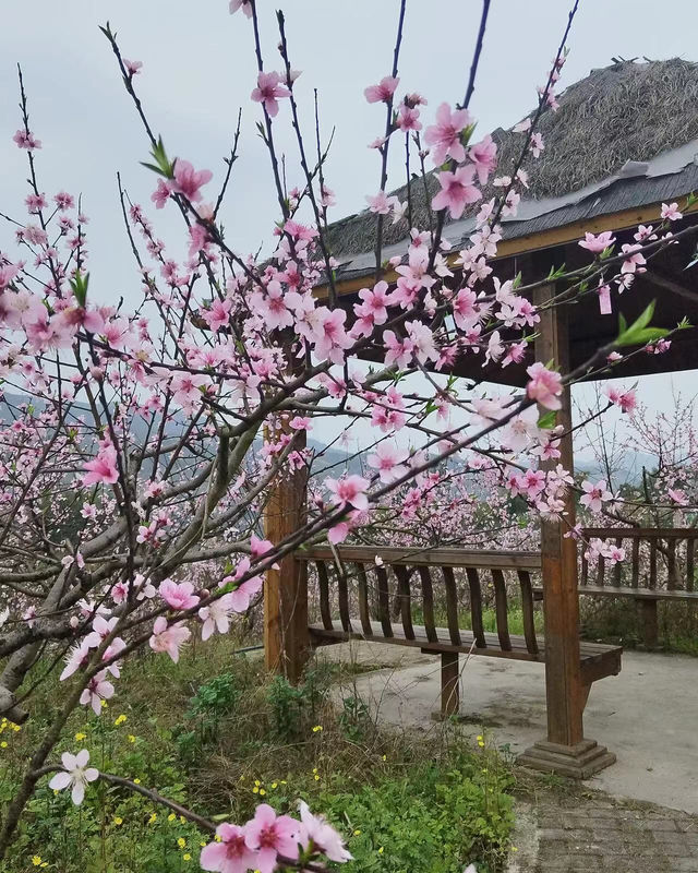 重慶賞花好去處，這個季節的桃花正當時！