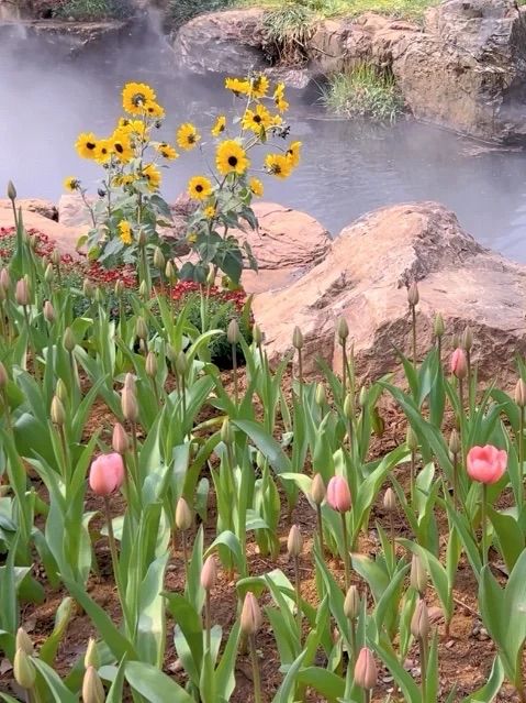 中山植物園｜南京莫內花園