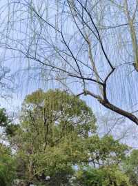 3月，正是月湖公園賞花的好時節！