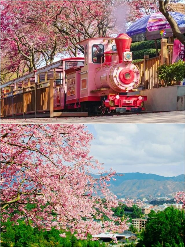 福建藏在漫畫裡的櫻花園