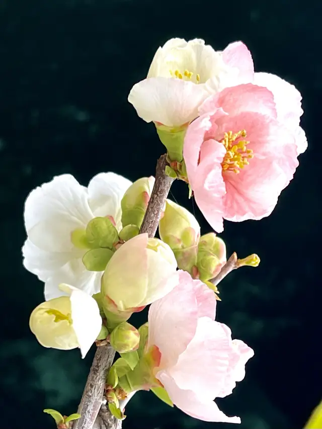 Citywalk Taoranting Park's 9th Begonia Spring Flower Cultural Festival at Taoranting Park