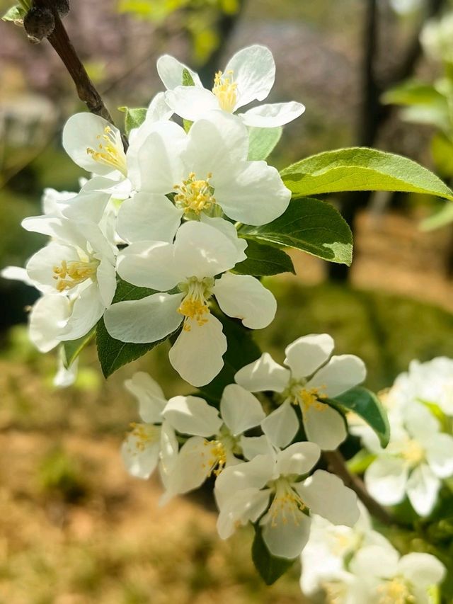 Blooms, blooms, and more blooms! 🪷