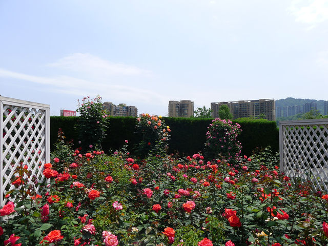 森林休閒勝地——貴陽登高雲山森林公園