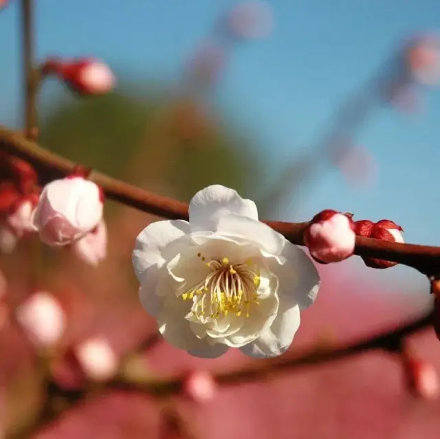 Spring Blossoms at Yuyuantan Park 🌸🌳