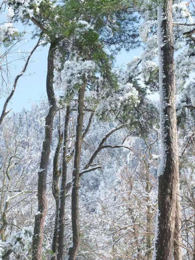 打卡雪後的廬山真面目！