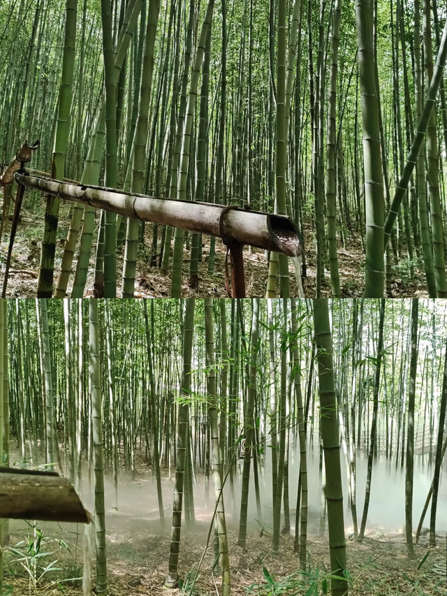 「竹林秘境」——玉竹峰海風景區