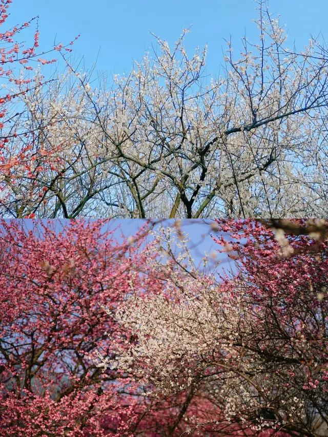 湖州百歲紅梅迎最佳賞花期