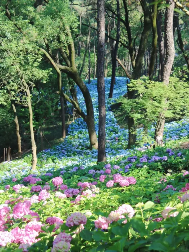 接下來的臨平公園，真真莫內花園！