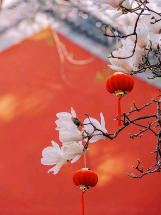 Nanjing Spring Flower Appreciation 🇨🇳❤️ Nanjing Spring Flower Appreciation 🇨🇳❤️