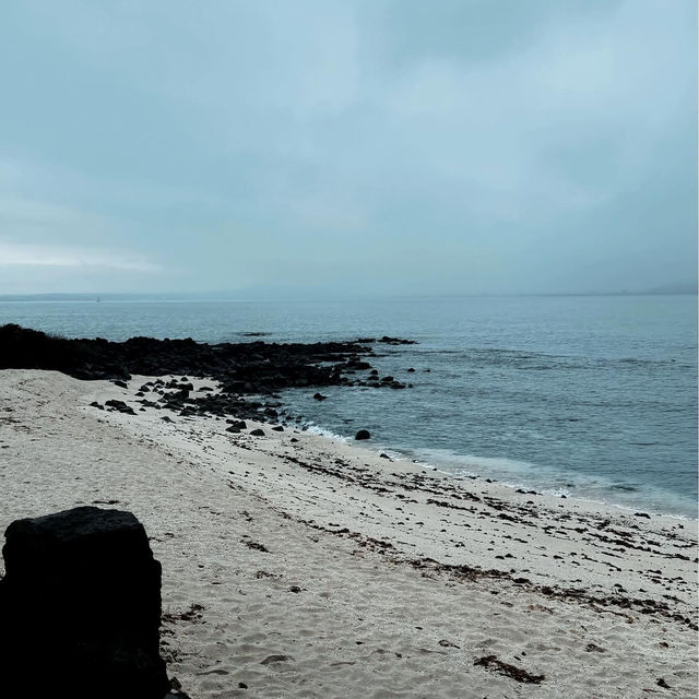 A Cow island of Jeju 🐄🏝️