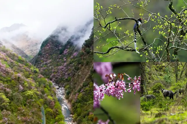 紫荆花與野生動物的邂逅，茶馬古道上的夜韻