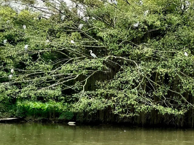 人間仙境，鳥兒樂園，生態攝影愛好者的天堂！