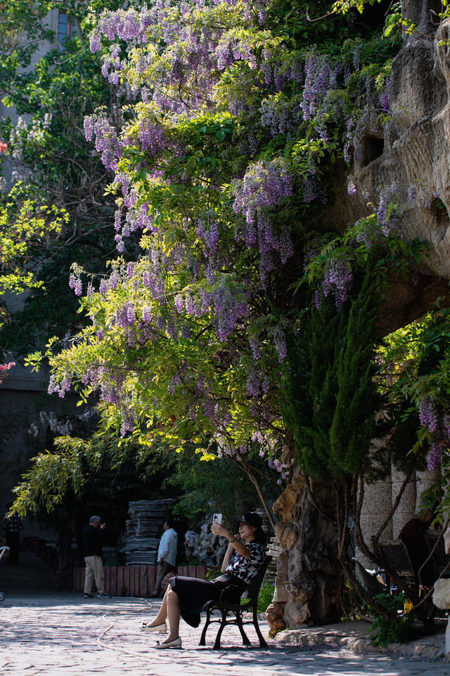 霍格沃茨城堡+最美紫藤花瀑布