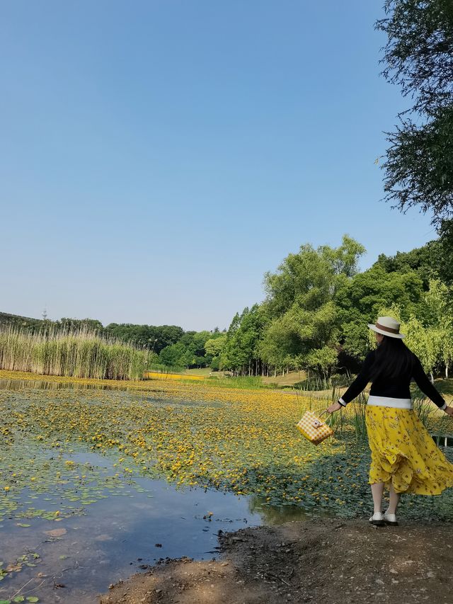城市公園圖鑑 | 琵琶湖的荇菜花，美成頂流