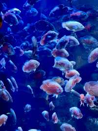 沈陽海底世界 水族館 海藍星夢幻城