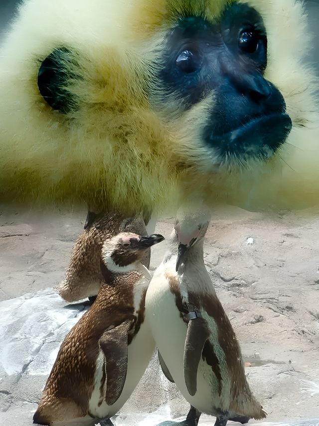 上海動物園超全攻略，你get了嗎？